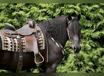 Frisones, Caballo castrado, 5 años, Negro