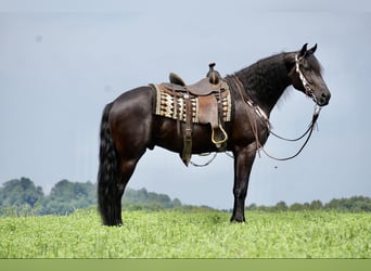 Frisones, Caballo castrado, 5 años, Negro