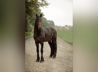 Frisones, Caballo castrado, 5 años, Negro