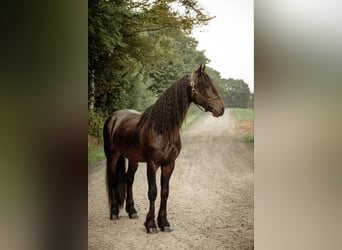 Frisones, Caballo castrado, 5 años, Negro