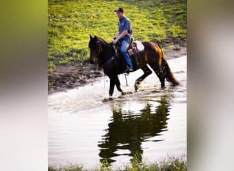 Frisones, Caballo castrado, 5 años, Negro