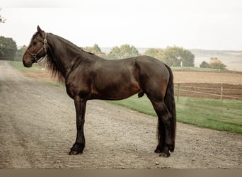 Frisones, Caballo castrado, 5 años, Negro