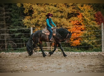 Frisones, Caballo castrado, 5 años, Negro