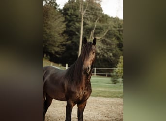 Frisones, Caballo castrado, 5 años, Negro