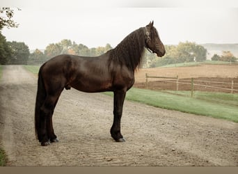 Frisones, Caballo castrado, 5 años, Negro