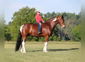 Frisones Mestizo, Caballo castrado, 5 años, Pío