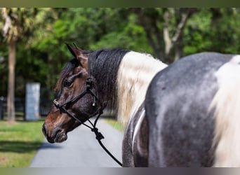 Frisones Mestizo, Caballo castrado, 5 años, Ruano azulado