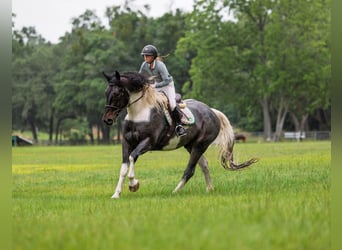 Frisones Mestizo, Caballo castrado, 5 años, Ruano azulado