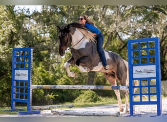 Frisones Mestizo, Caballo castrado, 5 años, Ruano azulado