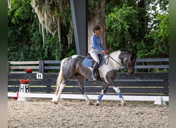 Frisones Mestizo, Caballo castrado, 5 años, Ruano azulado