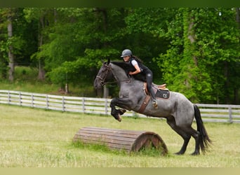 Frisones Mestizo, Caballo castrado, 5 años, Ruano azulado