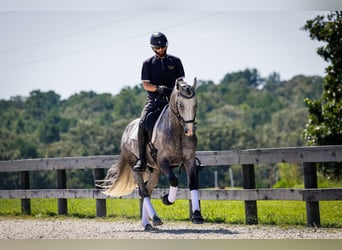 Frisones Mestizo, Caballo castrado, 5 años, Tordo