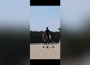 Frisones Mestizo, Caballo castrado, 5 años, Tordo