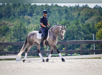 Frisones Mestizo, Caballo castrado, 5 años, Tordo