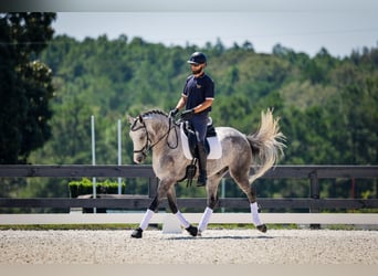 Frisones Mestizo, Caballo castrado, 5 años, Tordo