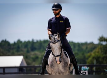 Frisones Mestizo, Caballo castrado, 5 años, Tordo