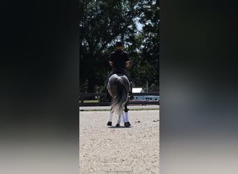 Frisones Mestizo, Caballo castrado, 5 años, Tordo