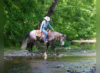 Frisones Mestizo, Caballo castrado, 5 años, Tordo