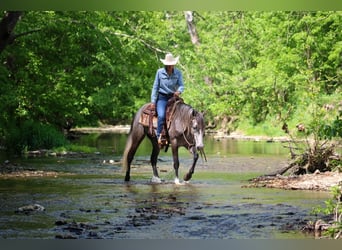 Frisones Mestizo, Caballo castrado, 5 años, Tordo