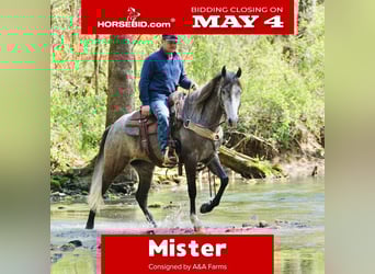 Frisones Mestizo, Caballo castrado, 5 años, Tordo