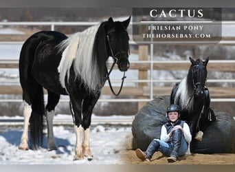 Frisones Mestizo, Caballo castrado, 6 años, 132 cm, Tobiano-todas las-capas