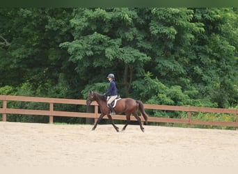 Frisones, Caballo castrado, 6 años, 142 cm, Negro