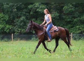 Frisones, Caballo castrado, 6 años, 142 cm, Negro