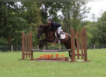 Frisones, Caballo castrado, 6 años, 142 cm, Negro