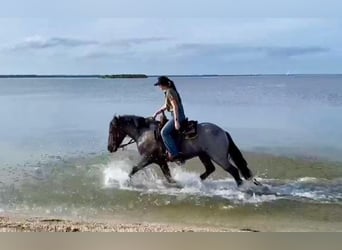 Frisones, Caballo castrado, 6 años, 145 cm, Ruano azulado