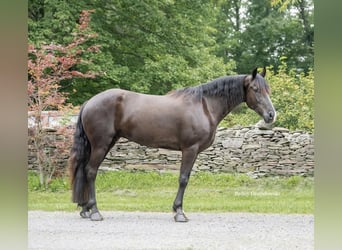 Frisones, Caballo castrado, 6 años, 147 cm, Negro