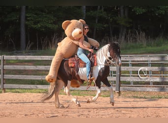 Frisones Mestizo, Caballo castrado, 6 años, 150 cm