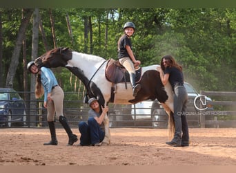 Frisones Mestizo, Caballo castrado, 6 años, 150 cm