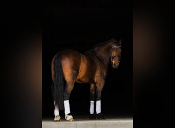 Frisones, Caballo castrado, 6 años, 150 cm, Castaño rojizo