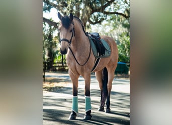 Frisones, Caballo castrado, 6 años, 152 cm, Buckskin/Bayo