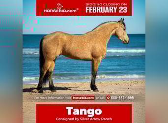 Frisones, Caballo castrado, 6 años, 152 cm, Buckskin/Bayo