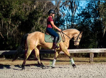 Frisones, Caballo castrado, 6 años, 152 cm, Buckskin/Bayo