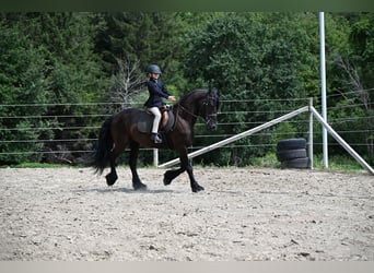 Frisones, Caballo castrado, 6 años, 152 cm, Negro