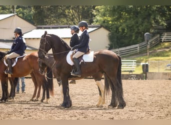 Frisones, Caballo castrado, 6 años, 152 cm, Negro
