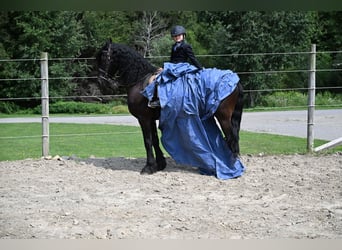 Frisones, Caballo castrado, 6 años, 152 cm, Negro