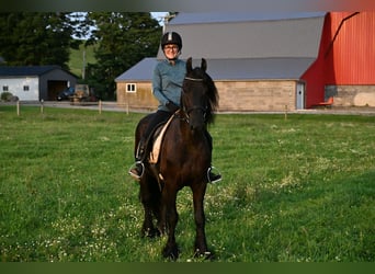 Frisones, Caballo castrado, 6 años, 152 cm, Negro