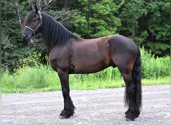 Frisones, Caballo castrado, 6 años, 152 cm, Negro