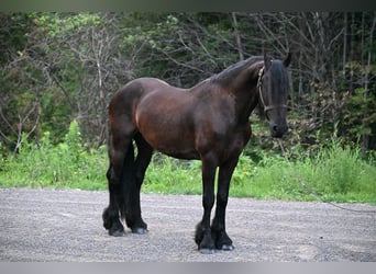 Frisones, Caballo castrado, 6 años, 152 cm, Negro