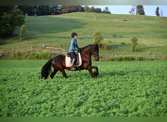 Frisones, Caballo castrado, 6 años, 152 cm, Negro