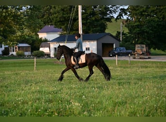 Frisones, Caballo castrado, 6 años, 152 cm, Negro