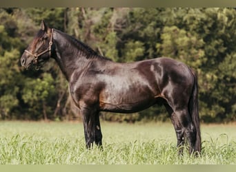 Frisones, Caballo castrado, 6 años, 152 cm, Negro