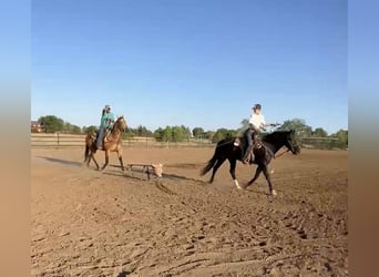 Frisones, Caballo castrado, 6 años, 155 cm