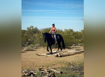 Frisones, Caballo castrado, 6 años, 155 cm