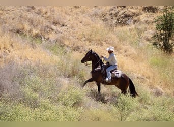 Frisones, Caballo castrado, 6 años, 155 cm, Castaño rojizo