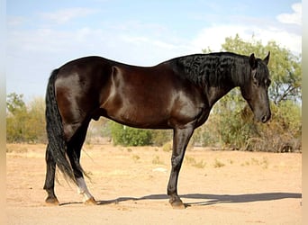 Frisones, Caballo castrado, 6 años, 155 cm, Negro