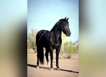 Frisones Mestizo, Caballo castrado, 6 años, 155 cm, Negro